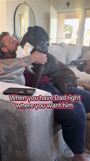 When your not allowed on couch but your allowed on Dad and your little brother thinks he can copy you as usual! Boxer brother issues 🤪 you get side eye all day long @nachoandthechip 👈 see more antics here 🐶🐾 #sideeye #boxerdog #mydad #velcrodog #needydog
