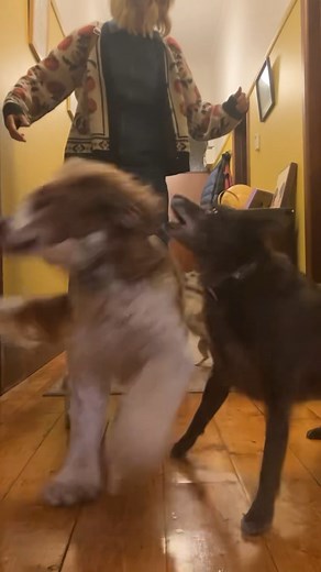 Four is almost too many dogs. But once your house smells of dog, you may as well look after a few more dogs! | Claire Hooper