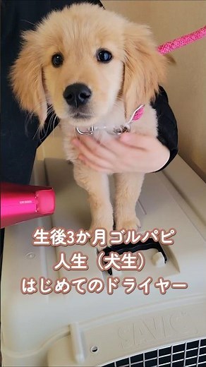 宇宙一かわいいゴールデンレトリバー子犬がさらに可愛くなっちゃいました🐶🩷#初めての #ゴルパピ #かわいい