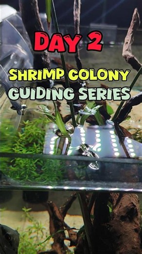 best moss for shrimp tank #shorts #moss #shrimptank #shrimp #tank #aquarium