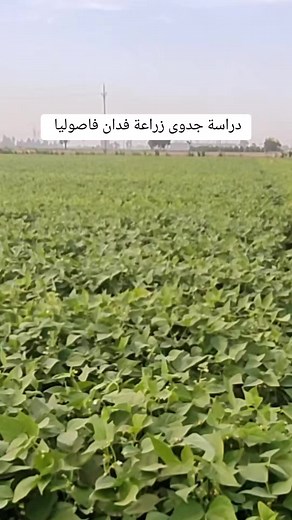 دراسة جدوى زراعة فدان فاصوليا بيضاء