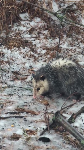 Curious Possum Visits Bird Feeder After Storm