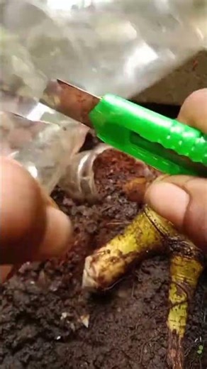 Root Pressing for Better Plant Structure