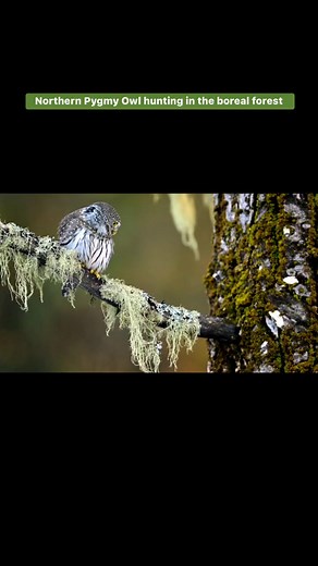 5.4K views · 293 reactions | Northern Pygmy Owl Hunting in the boreal forest | Famous Amos Photography | Facebook