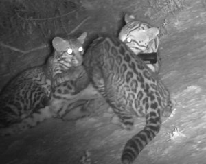 The future of ocelots in south Texas depends on partnerships with private landowners. A recent conservation easement on the Yturria Ranch is providing great habitat for this female ocelot and her two kittens. | Laguna Atascosa National Wildlife Refuge