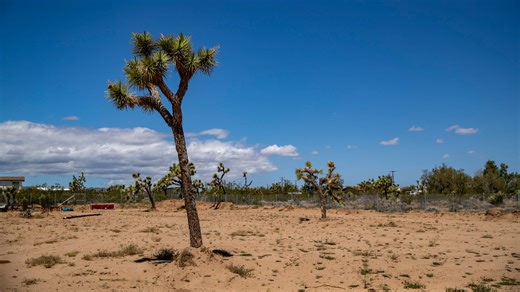 How to have the perfect day in Joshua Tree