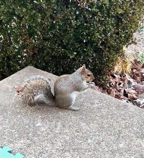 Skippy the Squirrel Having Dinner Before Dark ❤️ #squirrel
