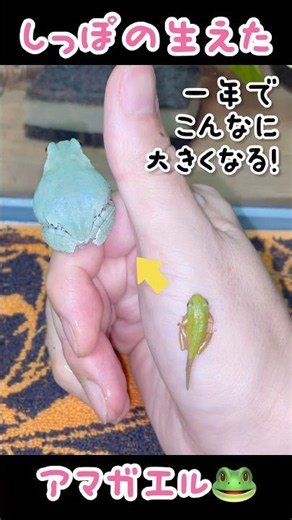 I caught a baby tree frog that still has its tail! #frog #baby #cute