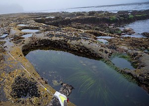 Botanical Beach In Port Renfrew: Tide Pools And Botany Bay Loop