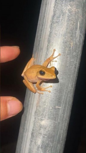 you Can't Help but Laugh at These Frogs!
