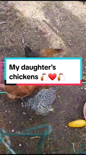 My daughter's chickens 🐔❤🐔 #plantlady #chickens #happyheartplanting