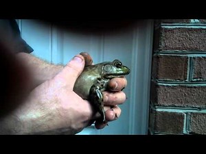 BULLFROG SCREAMING!!!