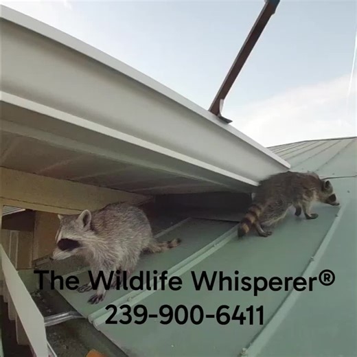The mother and a sibling of these two kits or cubs are dead. They were likely intentionally poisoned, ate poisoned rats, or rat poison itself. Tonight I will attempt to manually capture them to take to CROW Wildlife Rehabilitation Clinic, so they can have groceries put in their bellies for a month or so.