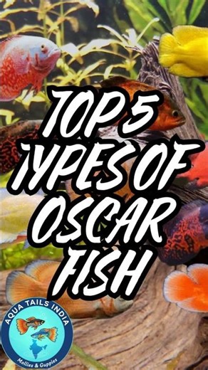 TOP 5 TYPES OF OSCAR FISH #aquariumhobby #viral #fish #aquarium #aquariumlovers