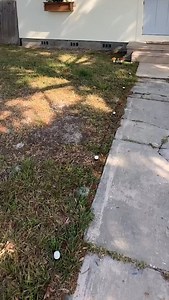 how we made a paver stepping stone path above our existing concrete sidewalk 🚧 #DIYlandscaping #SidewalkMakeover #FrontYardDIY #Hardscaping #PaverWalkway #HomeImprovement #LandscapeDesign #BackyardProjects #CurbAppeal #BeforeAndAfter #YardTransformation #OutdoorDIY #LandscapingTips #DrainageSolutions #LevelingPavers #DIYHardscape #WeekendProject #LandscapeEdging #HomeReno #FixingTheYard | John Dolechek