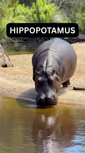 How to Pronounce “Hippopotamus” in American English 🇺🇸 (ESL Lesson)