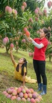 Harvest 1000+ Kg Of Hill Mango Goes to market sell #short