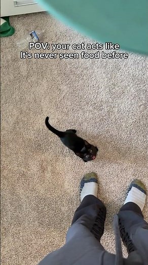 POV your cat is hungry