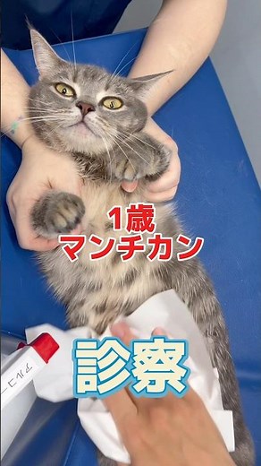 4回も吐いてぐったりしてる1歳マンチカンが動物病院にやって来た！
