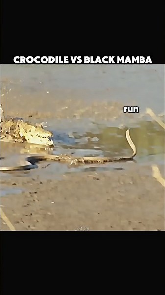 Crocodile Hunts the World's Most Feared Snake! #trending #animals #wildlife #crocodile #shorts