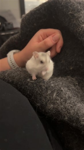 Isi and I had such a cozy time on the sofa wrapped in a wool blanket last night❤️ #dwarfhamster #hamster #hamster