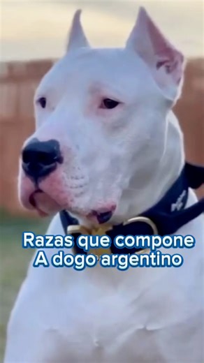 155K views · 7K reactions | Estas razas componen a Dogo argentino. #SabiasQue #dogs #dogoargentino #parati #MeganFox #margotrobbie #JenniferLawrence #chrisevans #BOOMchallenge | Mundo Animal | Facebook