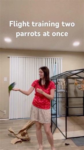 Flight Training a Conure and Budgie Together