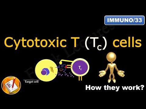 Cytotoxic T (Tc) cells or Killer T cells (FL-Immuno/33)