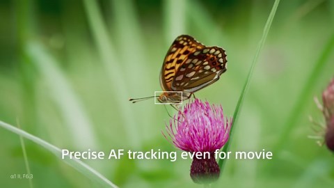 Introducing FE 100mm F2.8 Macro GM OSS Sony