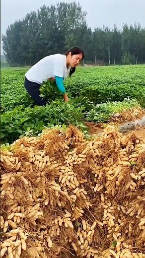 Revolutionizing Agriculture: The Future of Modern Farming #agriculture #modernfarming