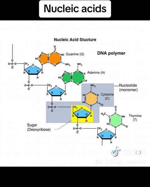 Nucleic Acids #nucleicacid #macromolecule #biology #apbiology