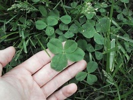 HOWTO find four leaf clovers