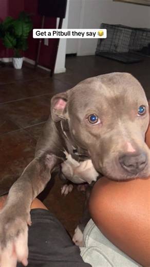 They say Pitbulls are all vicious. This mf a big ass baby 🙄😂 #Nacho #clingypet #petsoftiktok #pets #blacktiktok @PetSmart @The Pet Collective @Scorpio x Sagittarius