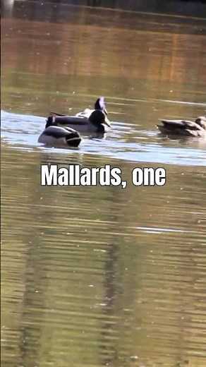 Wildlife Facts #9 Mallard Ducks! The Blueprint of the Waterfowl World!