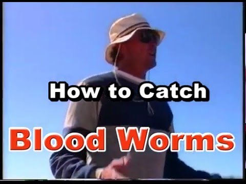 How to Catch Bloodworms