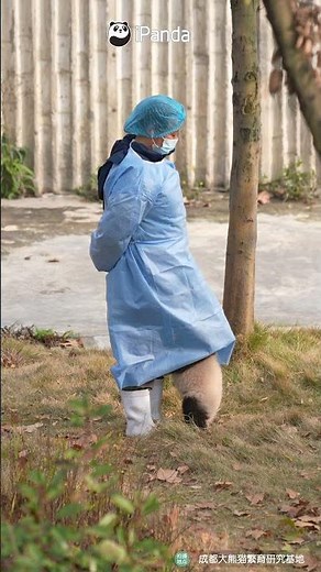 How Could You Say No To Panda Baby? | iPanda #shorts