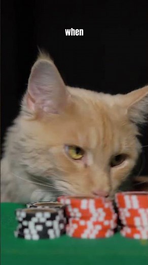 This Cat Runs a Secret Casino… and It’s Illegal 😼🎰