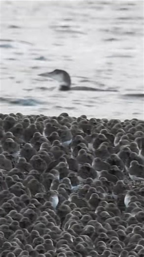 Dunlin and loon 🖤🖤🖤