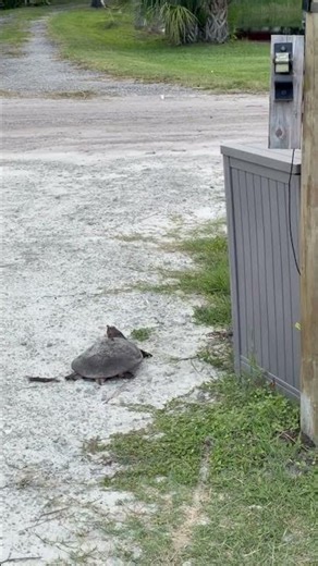 Soft shell turtle visitor #turtle #wildlife #outdoors #florida #cool