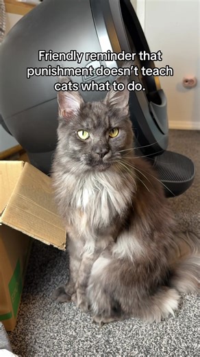 Understanding Cat Behavior: Why Punishment Fails