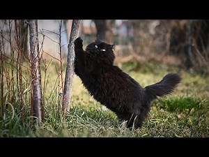 Black Norwegian Forest Cat in His Element 4K