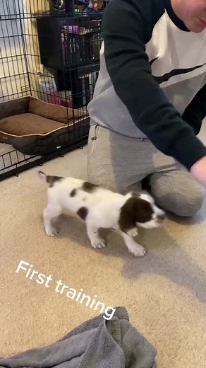 First Training Session with Miya the Springer Spaniel