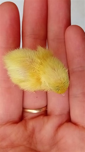 Chinese Painted Quail Chicks JUST HATCHED 🐣😍 Look at this stunning variety of colors!