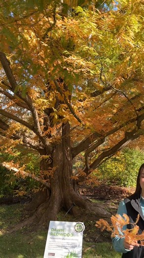 Dana is back to highlight stop number 18 on our leaf trail, the dawn redwood (Metasequoia glyptostroboides).🌲 This deciduous conifer was thought to be extinct, until a few specimens were discovered in 1941. 🍂Find this copper beauty during your next visit! https://holdenfg.org/leaf-trail-at-holden-arboretum/ | The Holden Arboretum