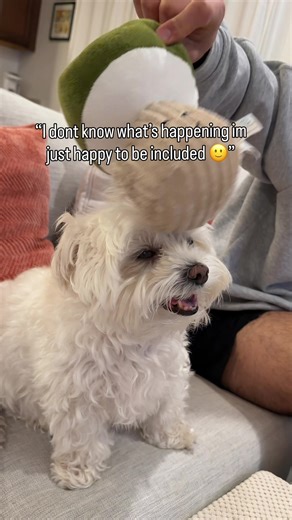 tofu the maltese (@tofus.lyfe)’s video of what is tofu