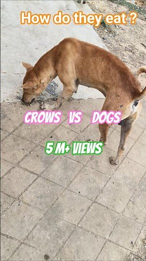 Crows vs Dogs Eating Competition,How do they eat ?