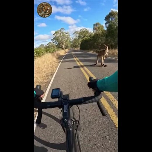 Kangaroo Crosses Road In Front Of Cyclist