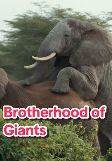Do Elephants Have Best Friends? Discover Their Bonds