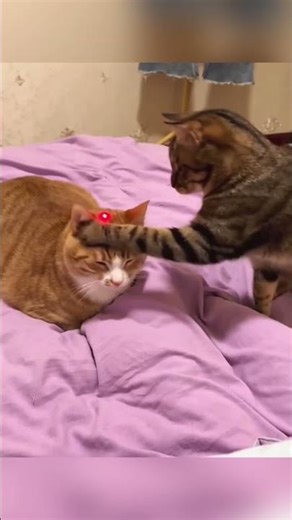 "The Best Cat Fails Compilation Ever! 😂🐱 #FunnyCatFails"