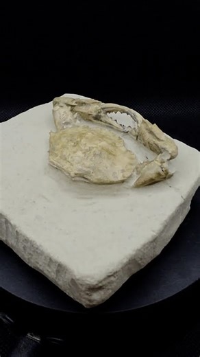 Upper Miocene Fossil Crab (Charybdis sp.) | West Java, Indonesia